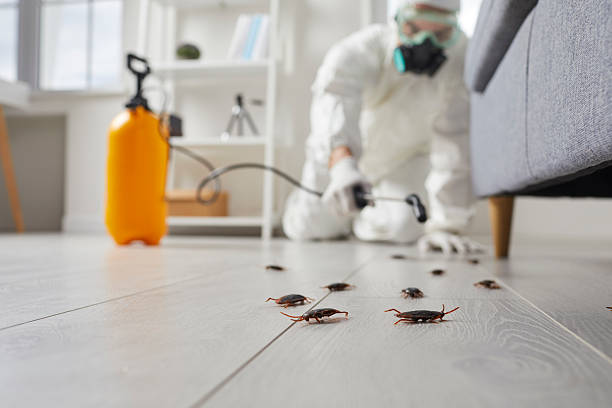 Commercial Rodent Management in Rodney Village